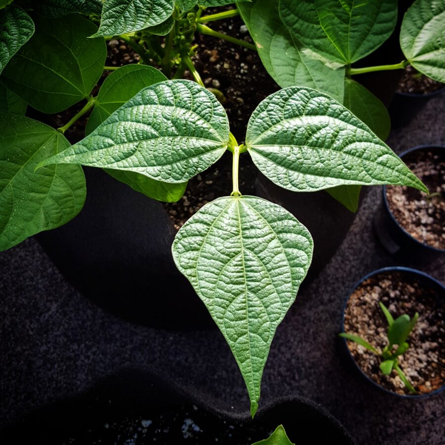 Aloha Growers Growing Bush Beans