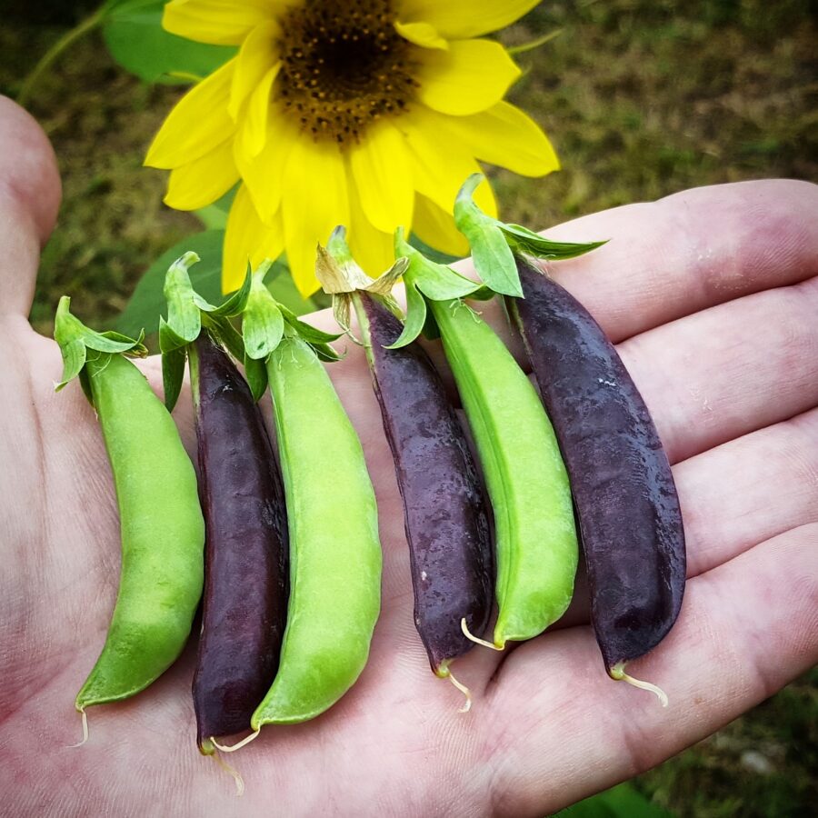 Aloha Growers Growing Sweet Peas