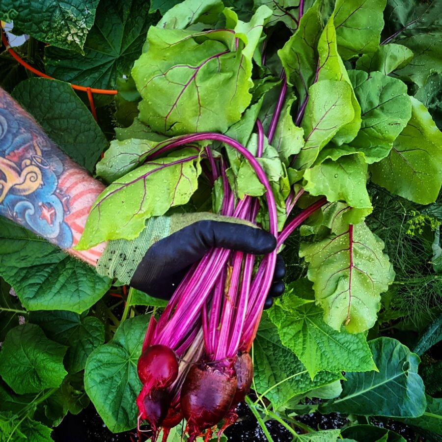 Aloha Growers Growing Beets