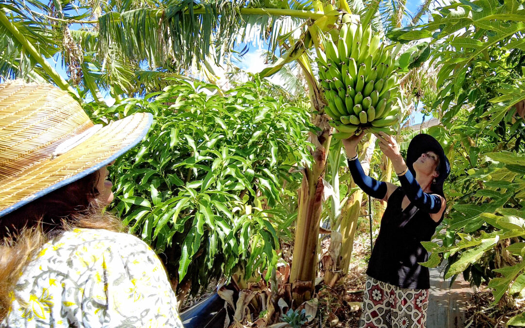 Aloha Growers, Permaculture Now, & Na Mea Pono Productions Launch Growers Magazine