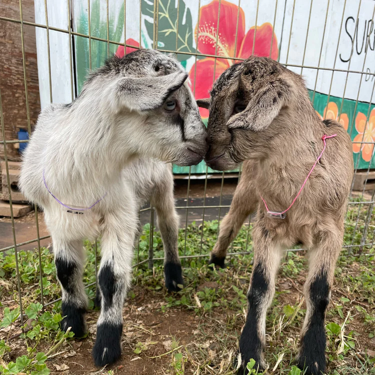 Surfing Goat Dairy Farm