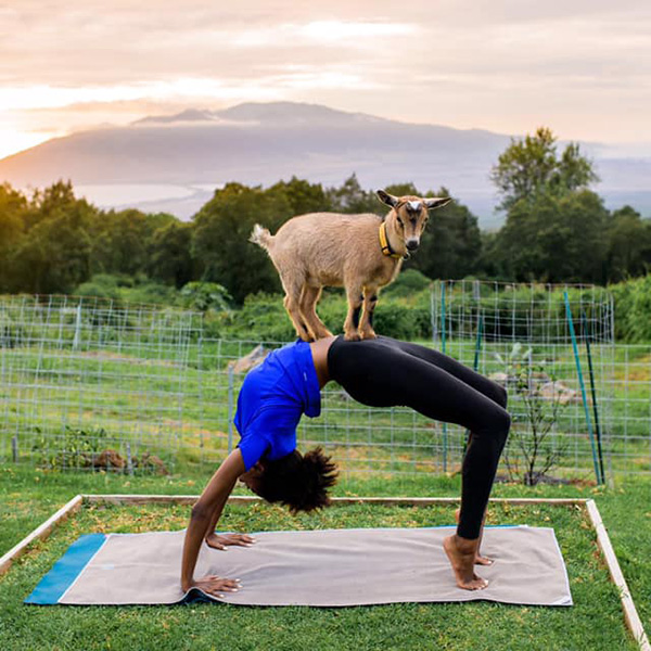 Maui Goat Yoga