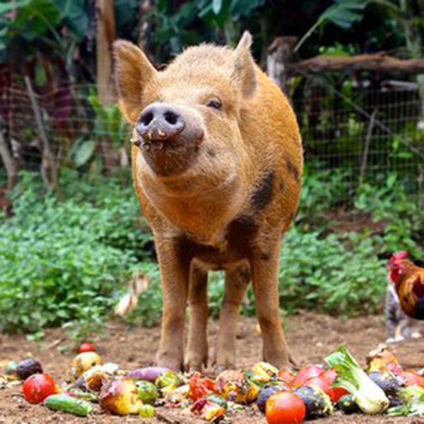 Leilani Sanctuary Farm