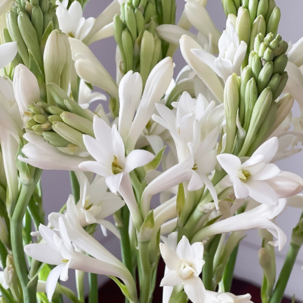 Maui Farm Events - Tuberose with Rose Lei Workshop