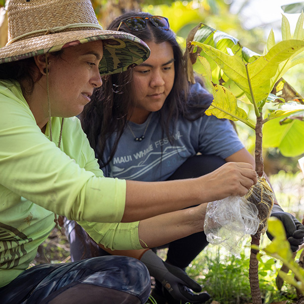 Pacific Whale Foundation - Invasive Species Removal