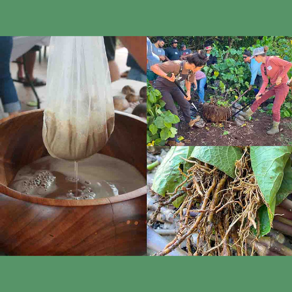 Hawaiian Awa Workshop at Maui Nui Botanical Gardens