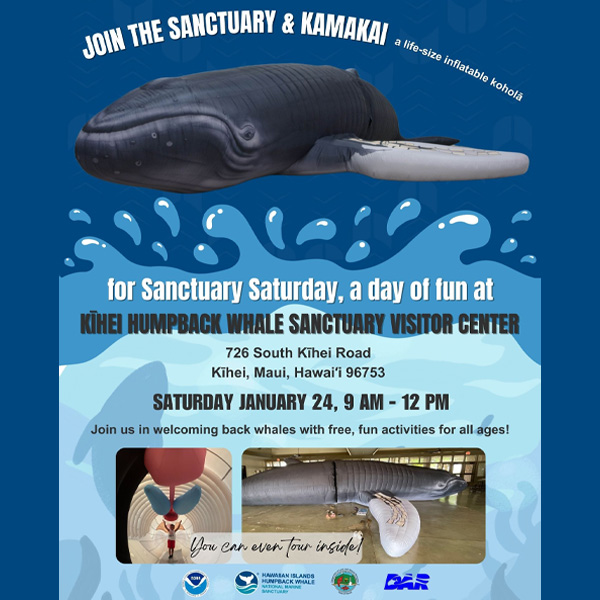 Humpback Whale Sanctuary Saturday, Welcome Back Whales